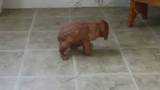Cavalier King Charles Spaniel Puppies For Sale