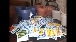 Dollar Tree Seeds - Do They Grow??