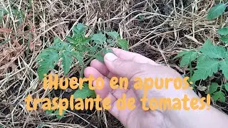 Tomates Tardíos: ! A trasplantar¡ #huerto #huerto en casa