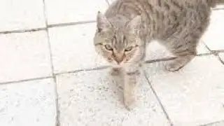 Funny #cat Playing with Toys Compilation - Best Cat Playtime Moments! 