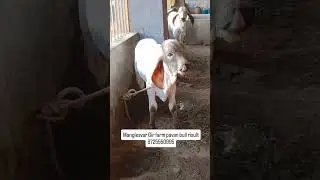 Mangleshwar farm pavan gir bull result |to gir bull pavn result | lilada gir bull calf#short#shorts