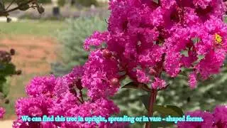 Crape Myrtle (Lagerstroemia  indica L.) - A Popular Ornamental Tree)