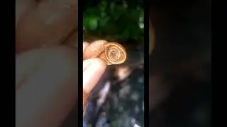 Land snail at Reach Falls Jamaica