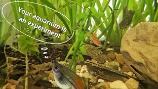 Your aquarium is an experiment - fish of the new 75 natural aquarium