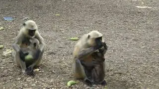 Baby Monkey Breast Feeding II Cute Langur Baby