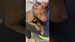 Blast Off getting pets