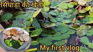 सिंघाड़ा तोड़ने से खाने तक: Fresh Singhada Journey | Harvesting to Eating Process Explained