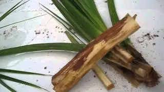 Sabal palmetto Palm Swamp Cabbage