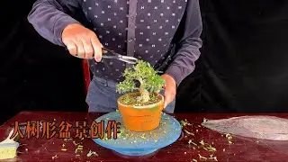 「春季」4月｜大树型盆景创作Spring &middot; April |  Creating Large-Tree Style Bonsai
