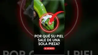 El SECRETO de la piel de serpiente 🤫