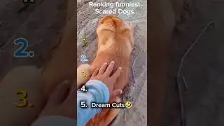 Ranking funniest Scared Dogs moments 😂 #funny #foryou #dog #scared