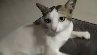 ketika ada hewak masuk di rumah aku adalah kucing kasi nama dodo