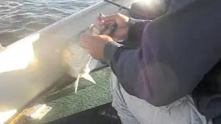 Stripers 2013 Merrimack River  #2