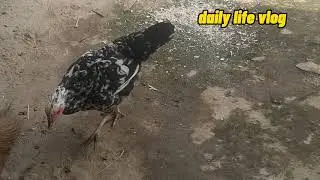 The hen is picking up every grain of rice
