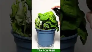 Free Plant ID App