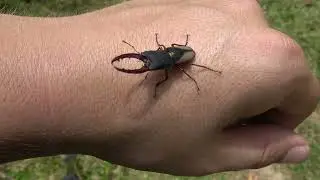 VERY RARE! Leptinopterus v-nigrum - NEVER filmed before - Stag beetle in Brazil (Lucanidae)