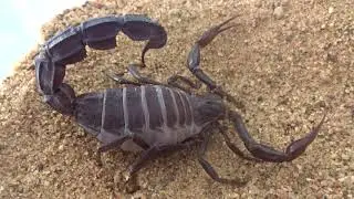 androctonus crassicauda (jordan)