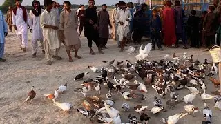 Kabot Ka Muqqabla Zila Multan Zila Zhang700 Bhatti Chau Kala Hua Haji it is video okay