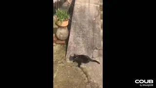 black cat slide