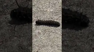Yellowstriped oakworm caterpillar #NationalGeographic #AnimalPlanet #Caterpillar #moth #animals #bug