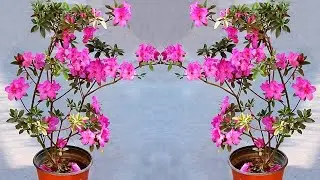 Watch: How To Get MAXIMUM FLOWERS On Azalea!
