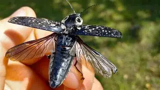 Texas click beetle