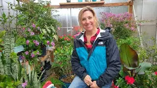 My Carolina Garden is live! Tending to my Overwintering Plants | Bug Problems in the Greenhouse