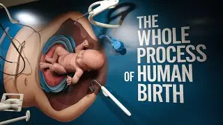 The whole process of human birth, life evolution is really a magical thing!