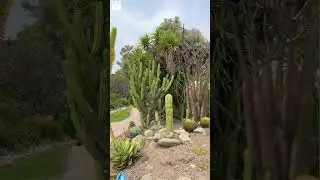Cactus Garden Sector 5 Panchkula, &bull;Aisa Biggest Cactus garden devoted 3500 species#shorts #viral