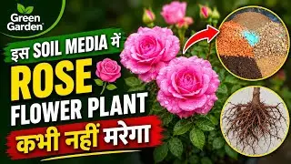 गुलाब के लिए सबसे अच्छा Potting mixture. Best Soil media for Roses. इस media मे Rose कभी नहीं मरेगा.