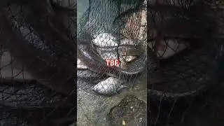 snakehead fish bonus #shortvideo