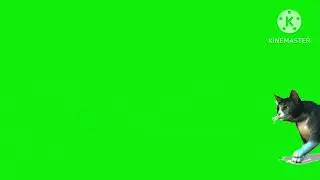 Fox And Colors  Stampede in Green Screen