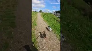 Just a few more weeks guys 🤞 #canicross #carlow #running #dogs #terrier