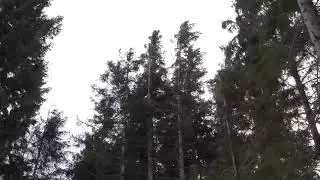 VENTO FORTE NA FLORESTA PARA DORMIR E RELAXAR ( ASMR )