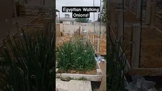 An update! Our Egyptian Walking Onions are doing great! #prepper #garden #backyardgardening