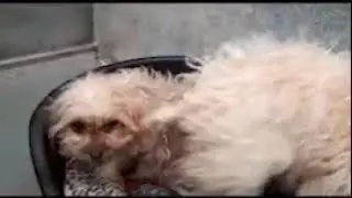 VIDEO 2018 11 21 15 54 45