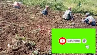 part #9                                           continue sa pag harvest sa kamote #farming #garden