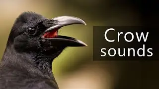 The sounds of Jungle crows
