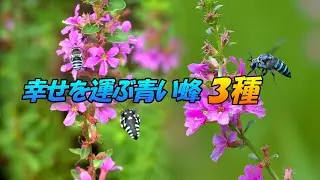 幸せを運ぶ青い蜂3種（ナミルリモンハナバチ・ウスルリモンハナバチ・アオスジハナバチ）