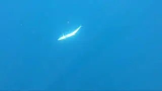2021 FAT RAT CUSTOMS Fishing and Diving Adventure