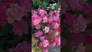 #rose #cluster of beautiful pink roses #miniature roses #shrub roses #nature#garden flower# #गुलाब