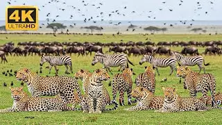 African Wildlife 4K 🌿 A peaceful animal world with relaxing piano music to help you fall asleep.