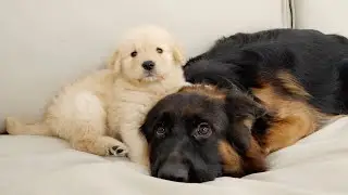 I Introduced Golden Retriever Puppy Therapy Dog to German Shepherd with Depression