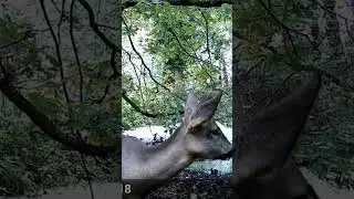 Deer close up