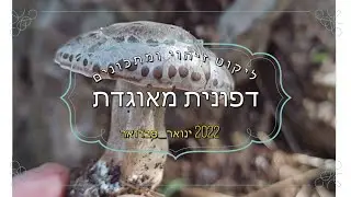 דפונית מאוגדת - ליקוט זיהוי ומתכונים