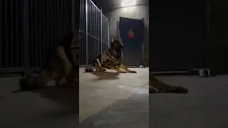 This Military Guard Dog Said NOPE 💀 You Won't Believe What Happened #shorts #dogs #military