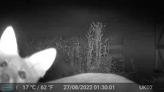 Fox Night Videos Only GardePro A3 Wildlife Trail Camera 2 of 2 Worcester UK 26th to 31st August 2022