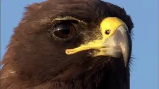 Allopatric speciation