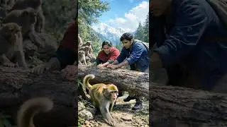 Mother And Son Rescue Monkey | Heartwarming Jungle Story