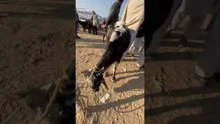 🔴 Cow in Dina Mandi | Janwar Official | Cow kids | Eid 2022 | Beautiful Bulls & Cows #Shorts